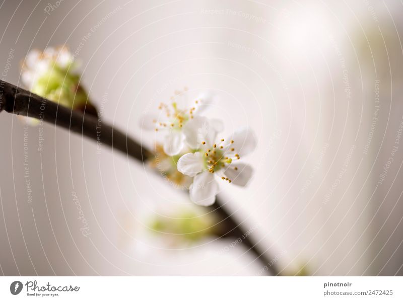 Kirschblüte Natur Pflanze Frühling Blühend Wachstum ästhetisch frisch schön weich gelb grün weiß Warmherzigkeit Leben Lebensfreude Leichtigkeit