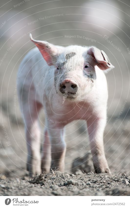 Cute happy baby pig with ear tag Feld 1 Tier Tierjunges stehen lustig rosa agriculture animal barn barnyard cute dirt domestic farm farmyard head hog little mud