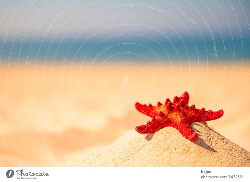 Seestern an einem Strand Ferien & Urlaub & Reisen Sommer Sand Tourismus rot Sandstrand Meer blau Himmel Sommerferien Urlaaub Freizit Farbfoto Außenaufnahme