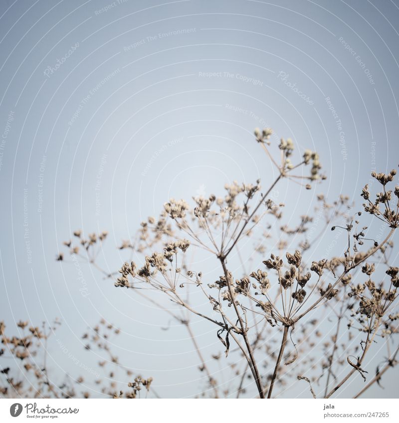 ombelles Umwelt Natur Himmel Pflanze Blume Blüte Grünpflanze Wildpflanze natürlich blau braun Farbfoto Außenaufnahme Menschenleer Hintergrund neutral Tag