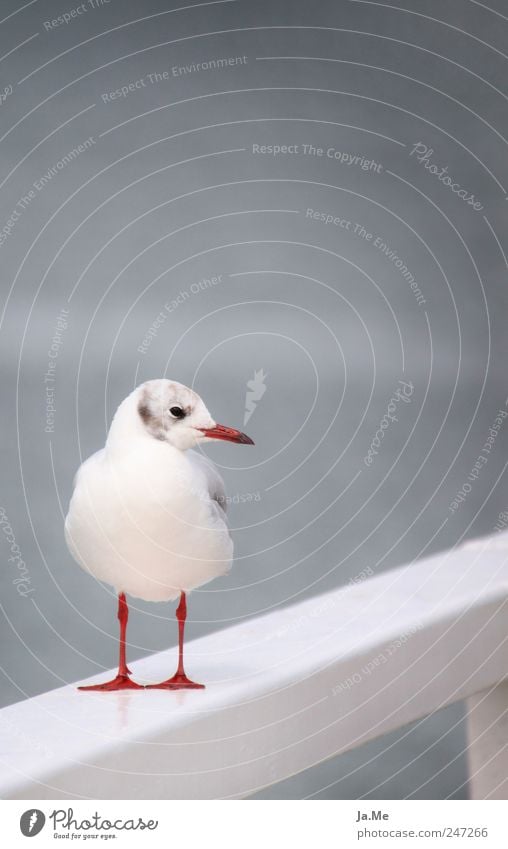 Möwe grau in grau Umwelt Natur Tier Wildtier Vogel 1 ruhig Lachmöwe Ganzkörperaufnahme Vor hellem Hintergrund Freisteller Farbfoto Außenaufnahme Detailaufnahme