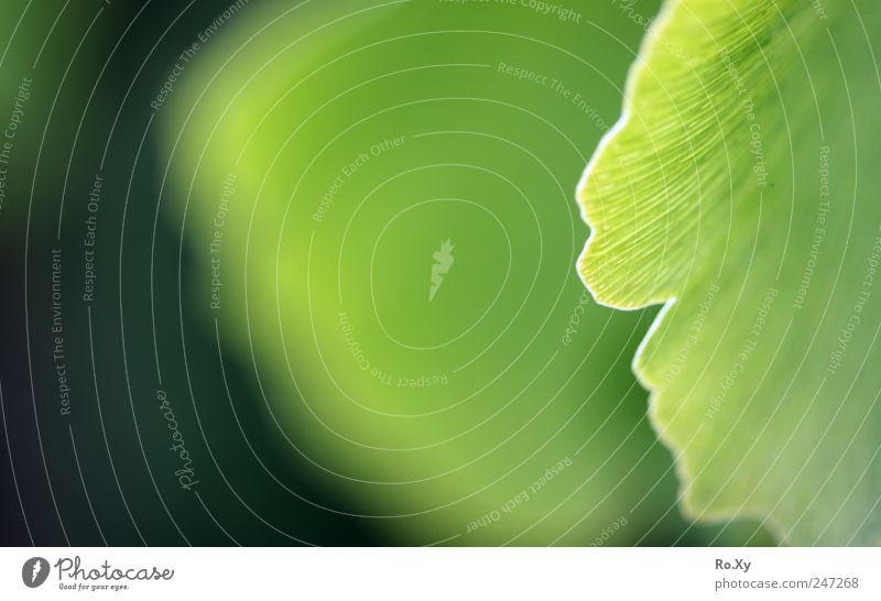 Das Ginkgoblatt... Natur Pflanze Frühling Sommer Baum Blatt Grünpflanze exotisch Garten Park Blühend Wachstum blau grün Ginkgobaum Ginkgoales