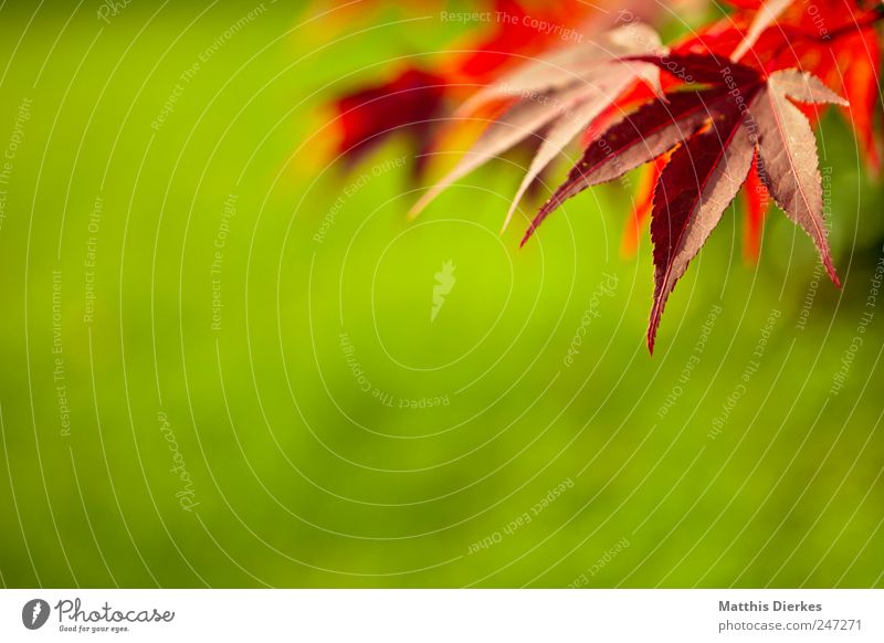 Textfreiraum: Grün Umwelt Natur Pflanze Sommer Blatt Grünpflanze Wildpflanze exotisch Garten Park ästhetisch schön grün rot Handzettel Botanik Hintergrundbild