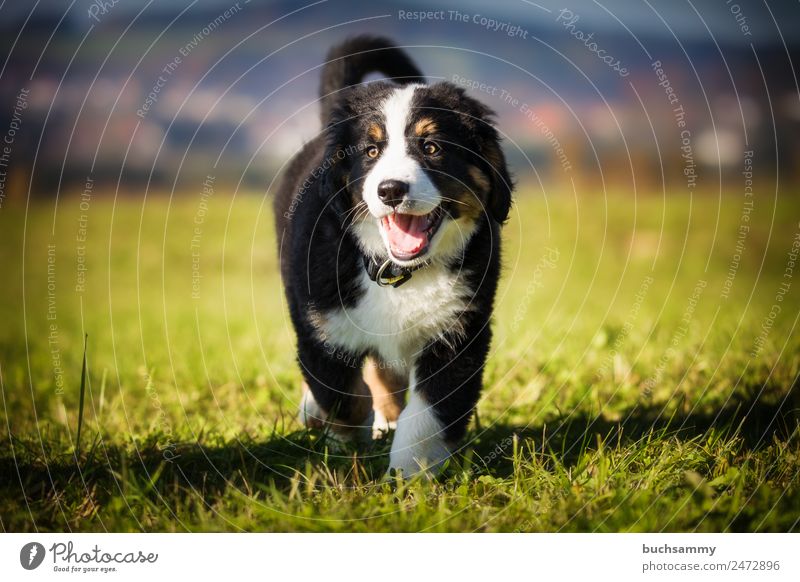 Berner Sennenhund Welpe auf einer Wiese haustier Stufe welpe Hund im Freien Dschungel süß menschenleer keine menschen niedlich Draussen Blick in die Kamera