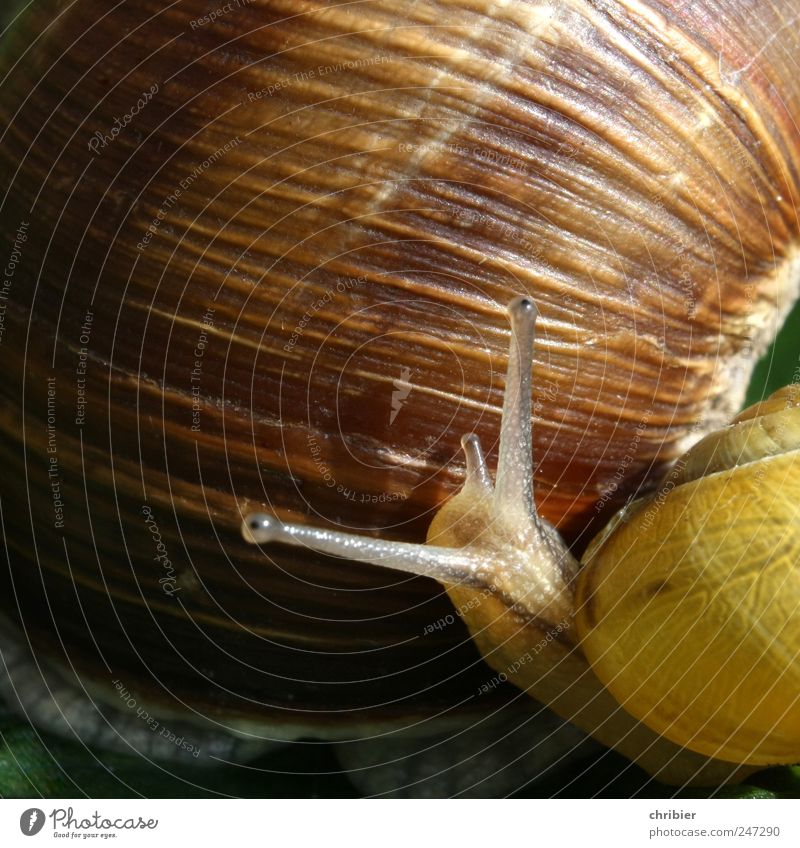 Du... Frederick? Umwelt Natur Tier Schnecke Fühler Schneckenhaus Schneckenschleim 2 Tierjunges berühren entdecken klein schleimig braun gelb Schutz Geborgenheit