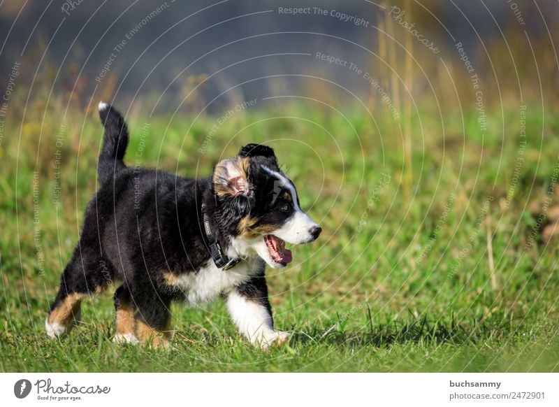 Berner Sennenhund Welpe Umwelt Natur Pflanze Tier Herbst Gras Grünpflanze Wiese Haustier Hund 1 Tierjunges rennen Spielen toben Fröhlichkeit verrückt wild braun