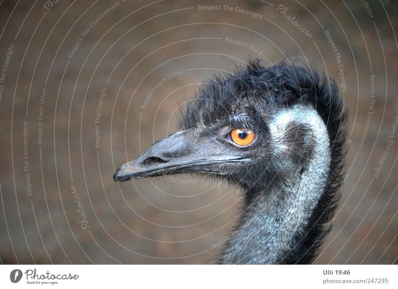 Nein, ich bin kein Vogel Strauß! Erde Tier Wildtier Tiergesicht Flügel 1 beobachten Blick groß muskulös dünn Geschwindigkeit stark wild grau schwarz schön