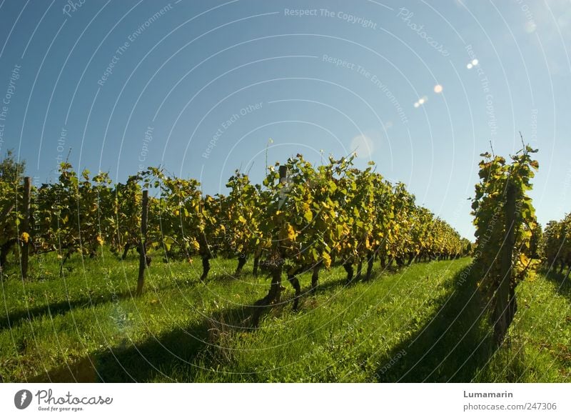 Leselandschaft Umwelt Landschaft Wolkenloser Himmel Herbst Schönes Wetter Pflanze Sträucher Nutzpflanze Feld lang natürlich Sauberkeit schön Stimmung