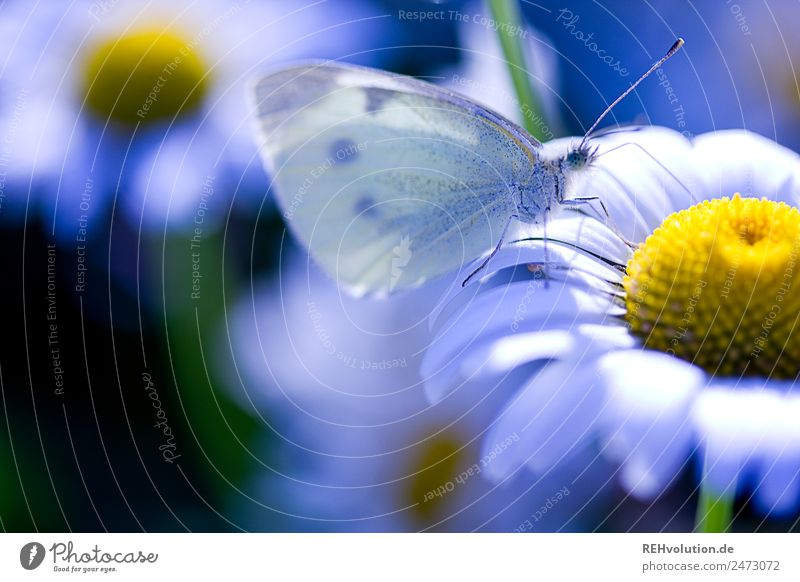 Kohlweißling auf einer Magarite Umwelt Natur Pflanze Sommer Schönes Wetter Blume Blüte Wildpflanze Wiese Tier Schmetterling 1 natürlich schön blau Umweltschutz