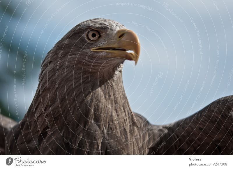 PIEP - GROSSER VOGEL Tier Vogel Flügel 1 fliegen braun Kraft Adler Adleraugen stechender Blick Greifvogel Farbfoto