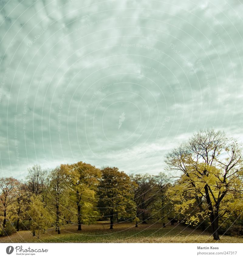 Herbst ist auch schön Natur Landschaft Pflanze Wetter Schönes Wetter schlechtes Wetter Baum Park Wald Farbe Zeit Laubbaum Blatt färben Färbung Jahreszeiten