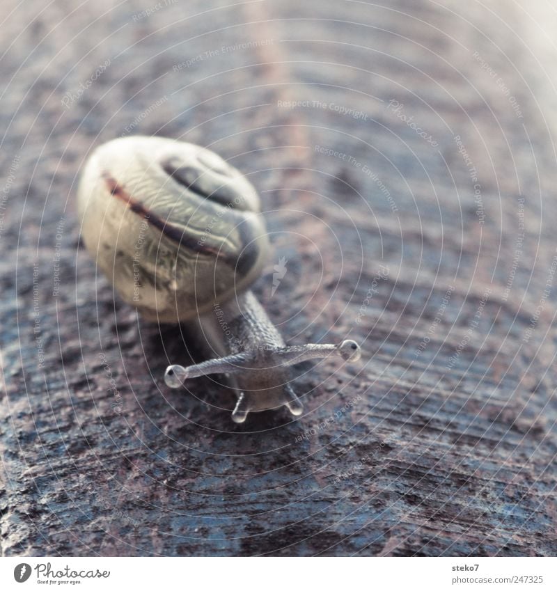 [200] Stielaugen Schnecke Bewegung Schneckenhaus krabbeln Fühler langsam Blick Schielen Gedeckte Farben Außenaufnahme Makroaufnahme Menschenleer