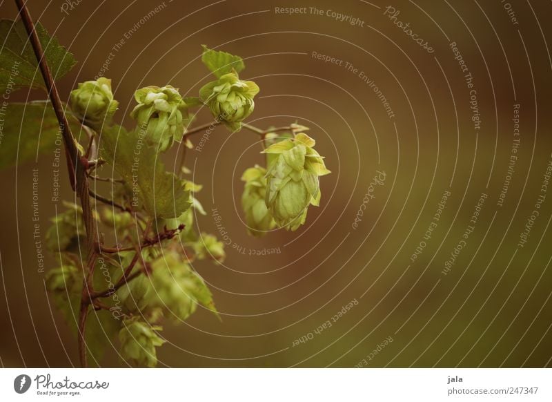 humulus Umwelt Natur Pflanze Blatt Grünpflanze Nutzpflanze natürlich braun grün Hopfen Farbfoto Außenaufnahme Menschenleer Textfreiraum rechts