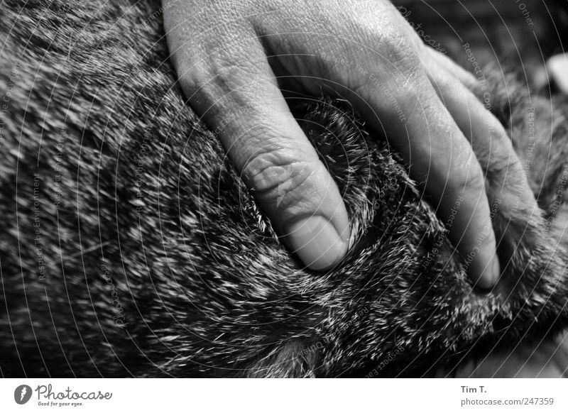 Katzenliebe Mensch maskulin Hand 1 Tier Haustier Fell Gefühle Verschwiegenheit Warmherzigkeit Sympathie Freundschaft Zusammensein Tierliebe Schwarzweißfoto