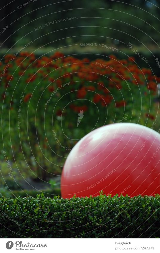 Ruhepol harmonisch Wohlgefühl Zufriedenheit Erholung ruhig Meditation Hecke Garten Park Kugel Ball grün rot Gelassenheit Farbfoto Außenaufnahme Menschenleer