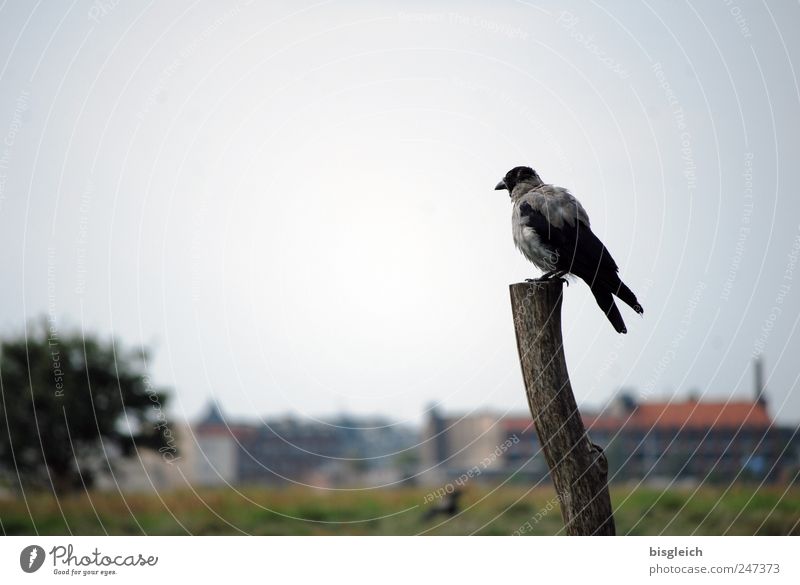 Ausguck Tier Vogel Flügel Krähe 1 Holzpfahl sitzen grau Aussicht Himmel Sehnsucht Ferne Baum Häuserzeile Haus Dohle Farbfoto Außenaufnahme Menschenleer