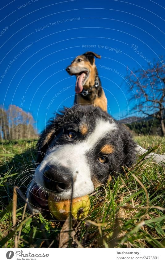 Jung und Alt Tier Haustier Hund 2 Tierjunges Spielen blau braun grün schwarz Berner Sennenhund Natur Welpe Farbfoto mehrfarbig Außenaufnahme Textfreiraum oben