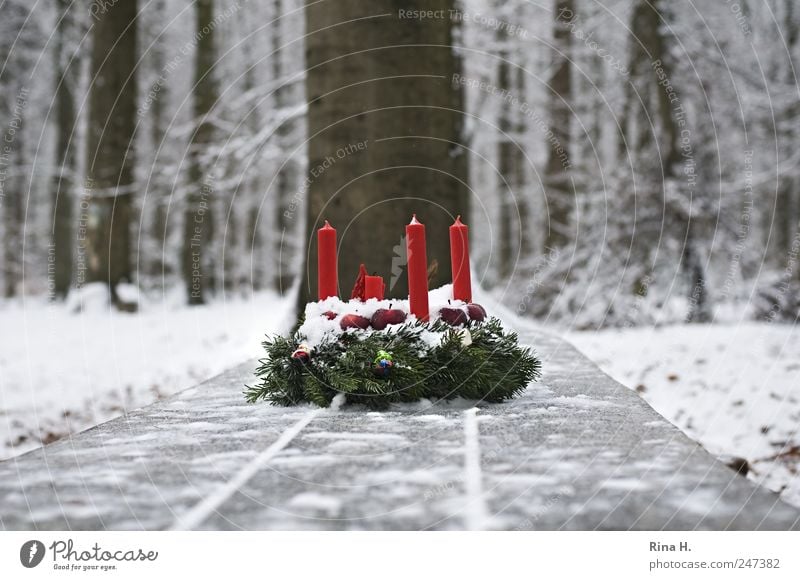 1. Advent bei den Sieben Zwergen Natur Landschaft Winter Eis Frost Schnee Baum Wald Kerze authentisch kalt natürlich rot weiß Gefühle Vorfreude