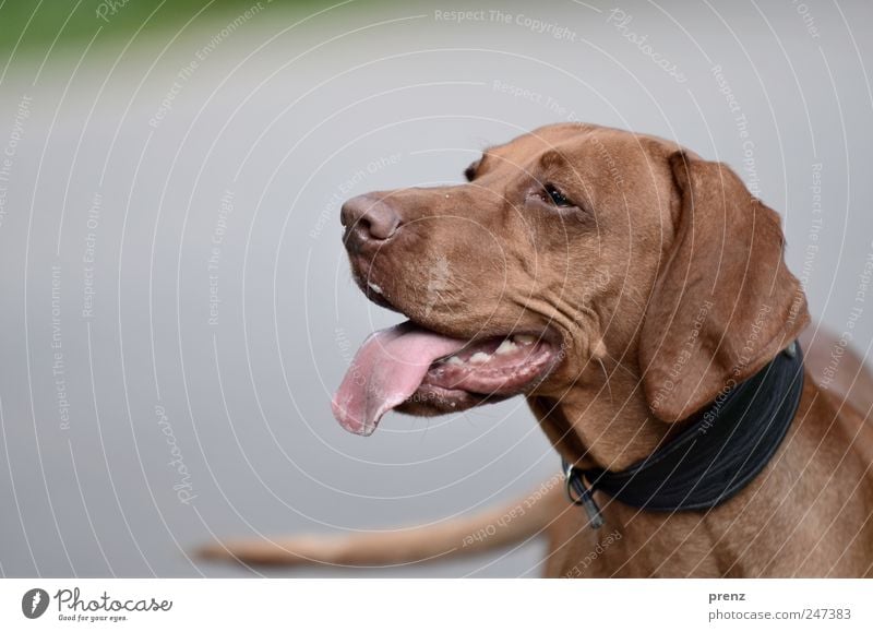 Vizsla Tier Park Haustier Hund 1 braun grau Rassehund Ungarisch Kopf Schwanz Jagdhund Zunge Hundehalsband Tierporträt Farbfoto Außenaufnahme Menschenleer