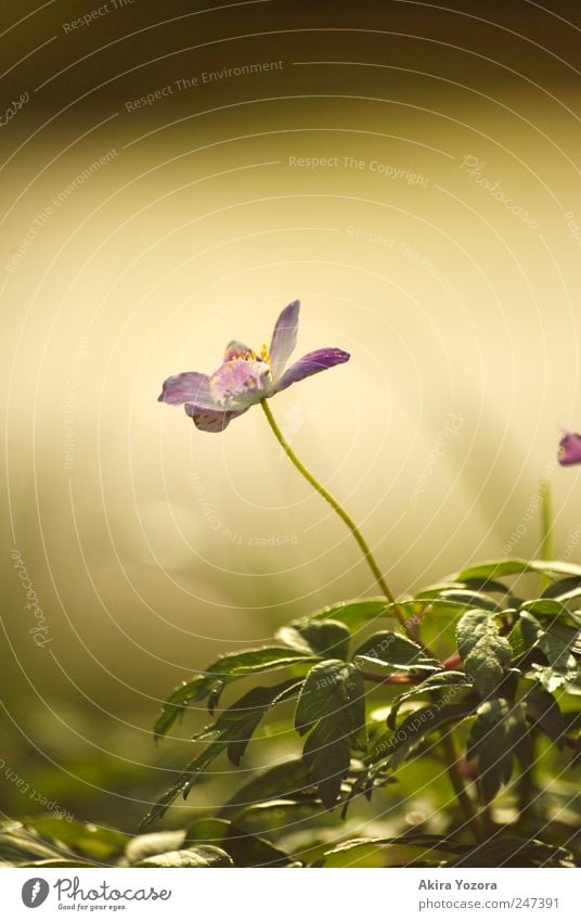 Dem Licht entgegen wachsen Natur Pflanze Frühling Blume Gras Blatt Blüte Buschwindröschen Wiese Blühend Wachstum gelb grün violett schwarz Umwelt Farbfoto