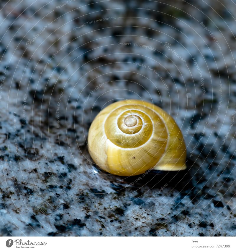 häuschen Natur Garten Tier Schnecke schlafen Schneckenhaus Bodenbelag Bodenplatten Kreis Farbfoto Außenaufnahme Nahaufnahme Detailaufnahme Makroaufnahme