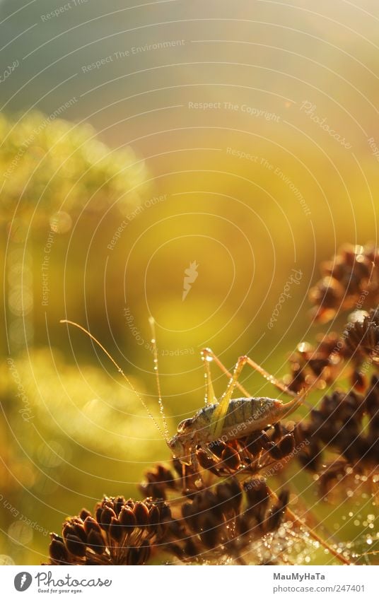 Grasshopper und Fenchel Tier Wildtier Tiergesicht Insekt 1 authentisch frei frisch klein braun mehrfarbig gelb gold grau grün Farbfoto Außenaufnahme Nahaufnahme