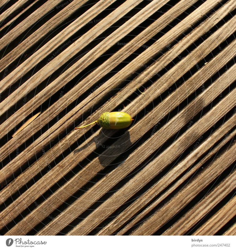 Eichel Herbst liegen einfach braun grün Holzfußboden Diagonale Linien diagonal parallel Mitte Eicheln 1 Fuge Quadrat Frucht Baumfrucht reif Farbfoto