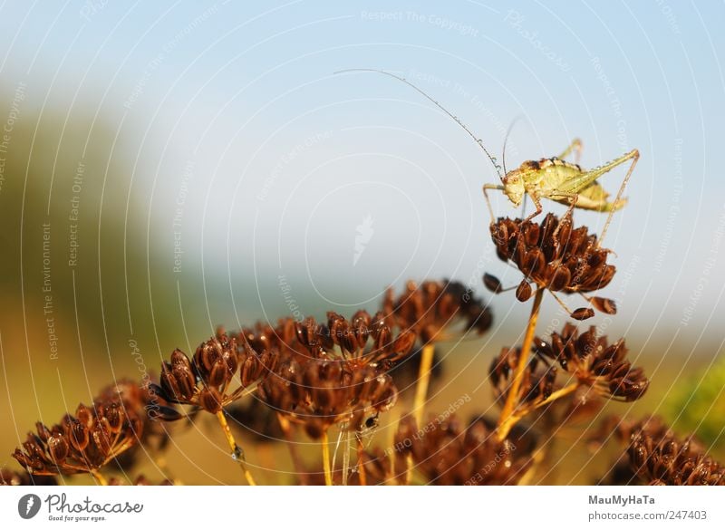 Grasshopper Natur Pflanze Tier Wasser Wassertropfen Himmel Sonnenaufgang Sonnenuntergang Sommer Klima Blüte Garten Park Feld Wildtier Wurm 1 blau braun gelb