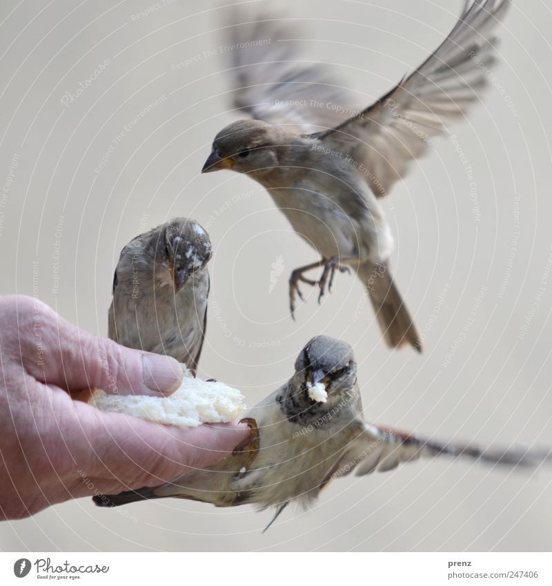 drei Mensch Hand Finger 1 Umwelt Natur Tier Wildtier Vogel Flügel 3 fliegen Fressen grau Spatz fliegend füttern Schnabel Farbfoto Außenaufnahme Menschenleer Tag