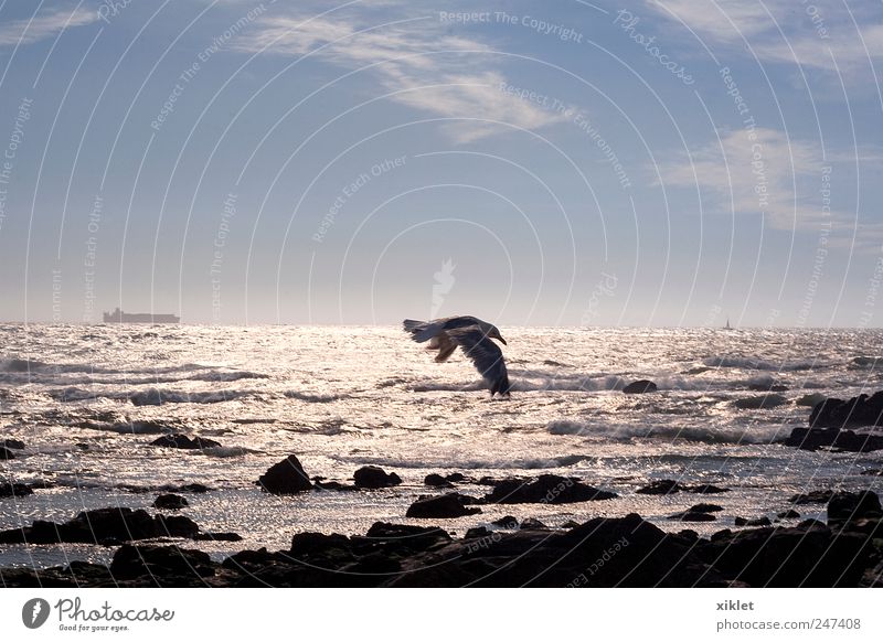 Möwe Möwenvögel Freiheit Meer Sand Strand Gezeiten Wellen Küste weiß Energie Bewegung Etage Flügel Segelfliegen Wind Licht Abend Reflexion & Spiegelung silber