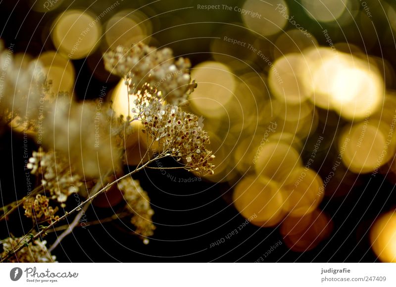 Sommer Umwelt Natur Pflanze Sonnenlicht Gras Blüte Wiese glänzend leuchten Wachstum natürlich gold Stimmung Farbfoto Gedeckte Farben Außenaufnahme