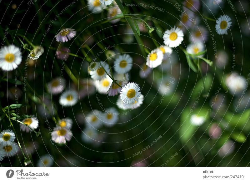 weiße Blumen Stiefmütterchen grün Blumen klein Blumen an der Wand Blüte Frühling Geruch Duftwasser erhängen fallen verblüht romantisch Beautyfotografie ländlich