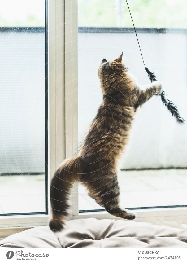 Spielende Katze am Fenster Lifestyle Freude Häusliches Leben Tier Haustier 1 springen Gefühle Stimmung Tierliebe Jagd Landraubtier spielend Farbfoto