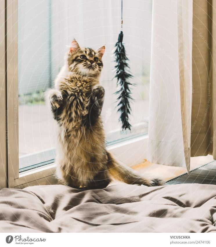 Junge katze macht männchen vor dem Spielzeug Lifestyle Häusliches Leben Wohnung Tier Haustier Katze Freude Männchen Fenster Wohnzimmer lustig Farbfoto