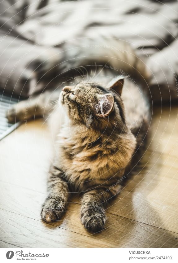 Katze auf dem Boden Lifestyle Häusliches Leben Tier Haustier 1 Tierliebe Design liegen Parkett Sibirische Katze Rassekatze Farbfoto Nahaufnahme