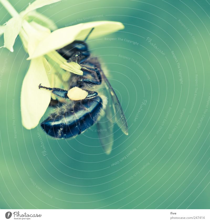 biene Natur Sommer Pflanze Blume Blüte Garten Tier 1 Arbeit & Erwerbstätigkeit Bewegung entdecken fliegen Flügel Farbfoto Außenaufnahme Nahaufnahme