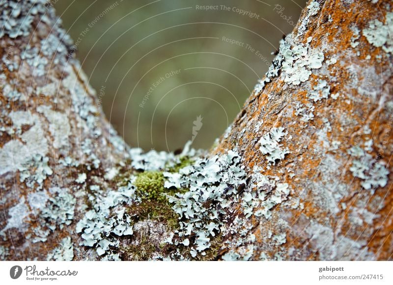 V-Ausschnitt Natur Pflanze Baum Flechten Moos natürlich wild blau braun grün Baumrinde belegt bewohnt Farbfoto Außenaufnahme Strukturen & Formen Menschenleer