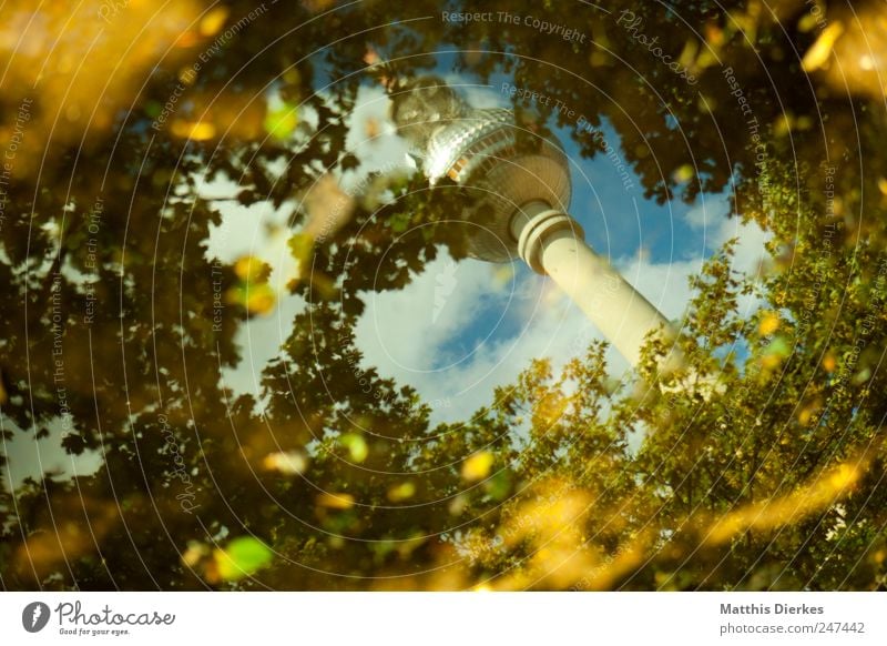 Er. Berlin Berliner Fernsehturm Hauptstadt Stadtzentrum Menschenleer Sehenswürdigkeit Wahrzeichen Surrealismus Alexanderplatz Wald Waldlichtung Baum