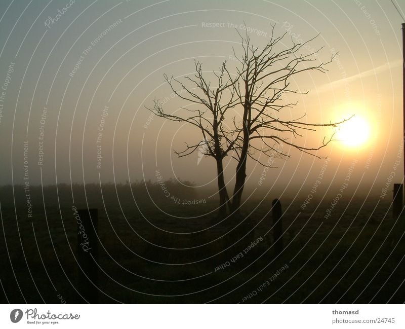 Sonnenaufgang im Nebel Baum Wiese Morgen