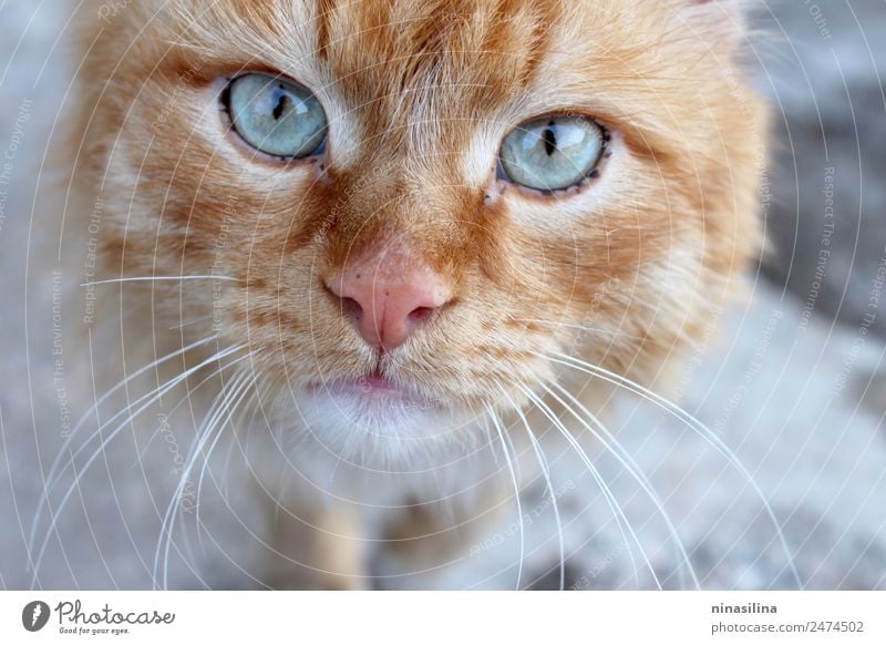 Rote Katze kam zum Fotoset. Tier Haustier 1 Fährte hell klug trist mehrfarbig Vertrauen Warmherzigkeit Tierporträt Blick Auge Farbfoto Nahaufnahme Menschenleer