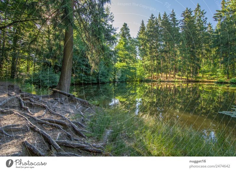 Idyll am See I Umwelt Natur Landschaft Pflanze Erde Sand Wasser Himmel Wolkenloser Himmel Sonne Sonnenlicht Frühling Sommer Herbst Klima Schönes Wetter Baum