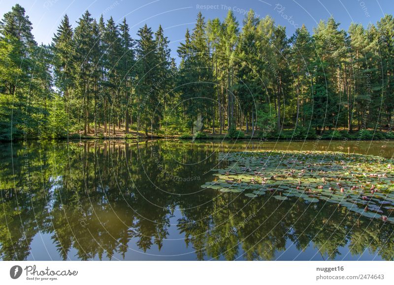 Idyll am See II Umwelt Natur Landschaft Pflanze Erde Wasser Himmel Wolkenloser Himmel Sonnenlicht Frühling Sommer Herbst Klima Wetter Schönes Wetter Baum Gras