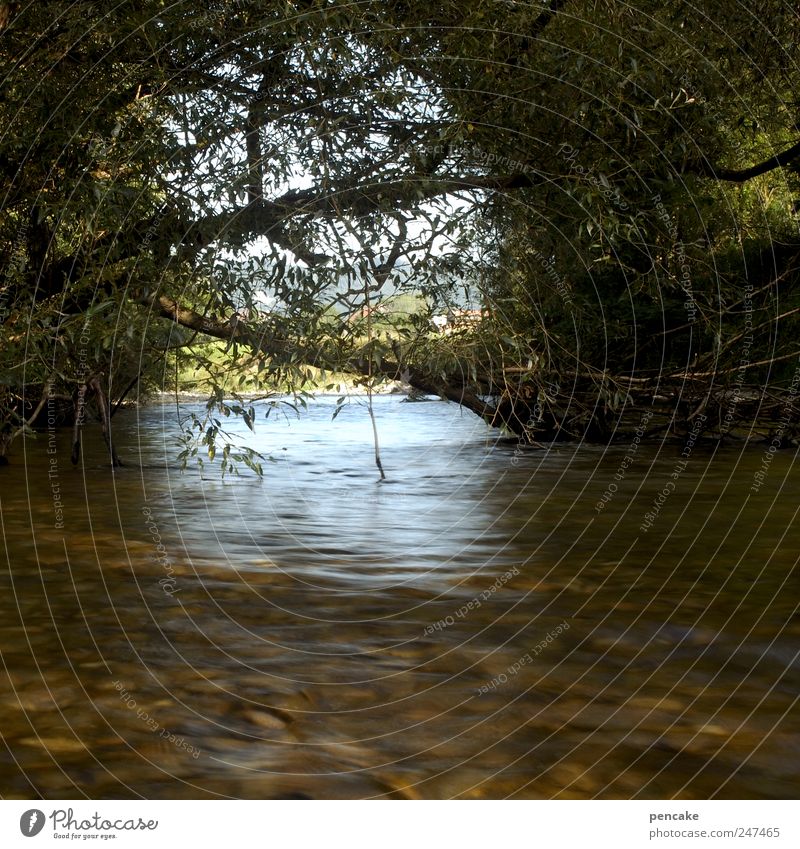 wassertor Natur Landschaft Wasser Himmel Horizont Sonnenlicht Sommer Schönes Wetter Wald Flussufer Tor ruhig träumen Sehnsucht Farbfoto Außenaufnahme