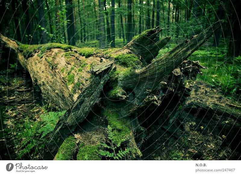 Morsch und feucht Umwelt Natur Pflanze Sommer Baum Moos Wald alt natürlich grün Tod nachhaltig Verfall Vergänglichkeit Wandel & Veränderung morsch Farbfoto