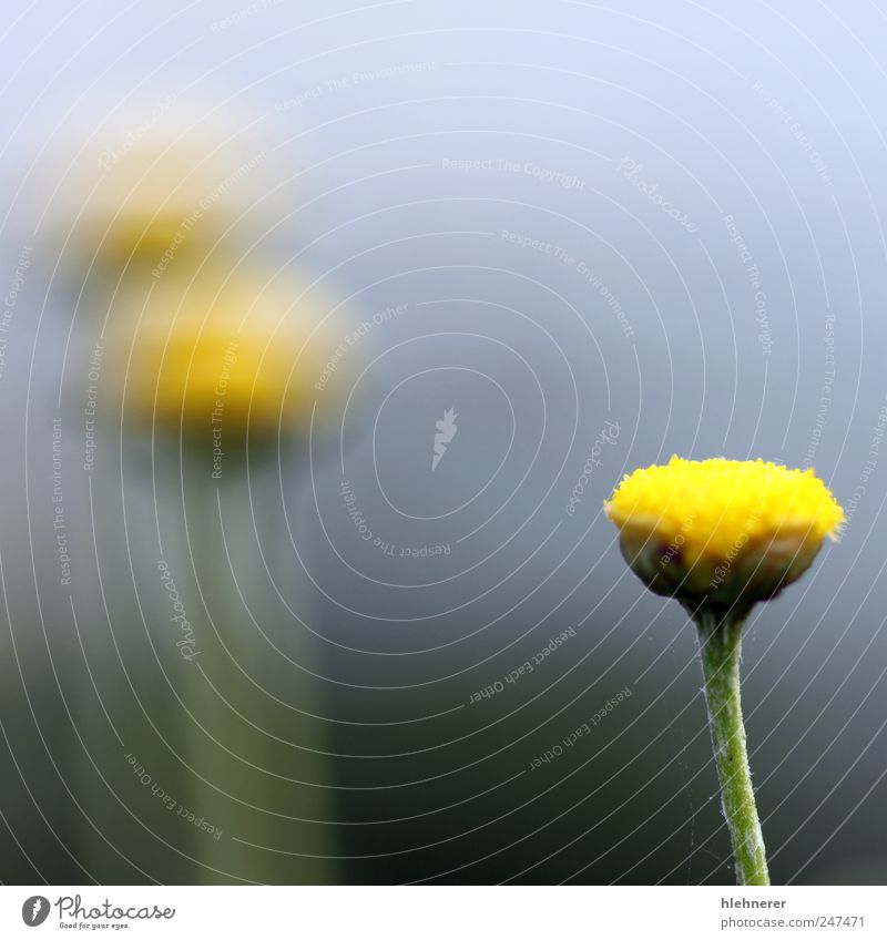 Kamille schön Sommer Garten Umwelt Natur Pflanze Blume Gras Blüte Wiese Wachstum frisch hell klein natürlich wild gelb Farbe grün Feld Gänseblümchen