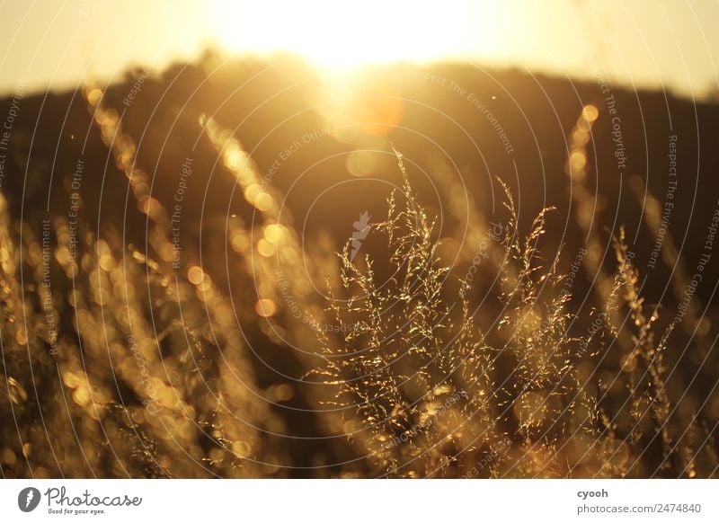 Gräserfeuerwerk 6 Natur Landschaft Pflanze Sommer Schönes Wetter Gras Wiese Feld genießen blond frei heiß hell gelb gold Glück Zufriedenheit Lebensfreude