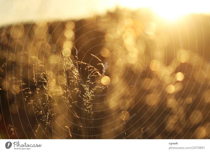 Gräserfeuerwerk 2 Natur Landschaft Pflanze Sommer Schönes Wetter Gras Wiese Feld glänzend leuchten Wachstum heiß hell gelb gold Leben Einsamkeit Farbe Freiheit