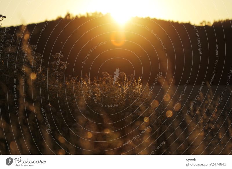 Die letzten Lichtstrahlen Natur Landschaft Schönes Wetter Wiese Feld träumen dunkel hell Wärme weich gelb gold Lebensfreude Abenteuer Einsamkeit Ende Freiheit