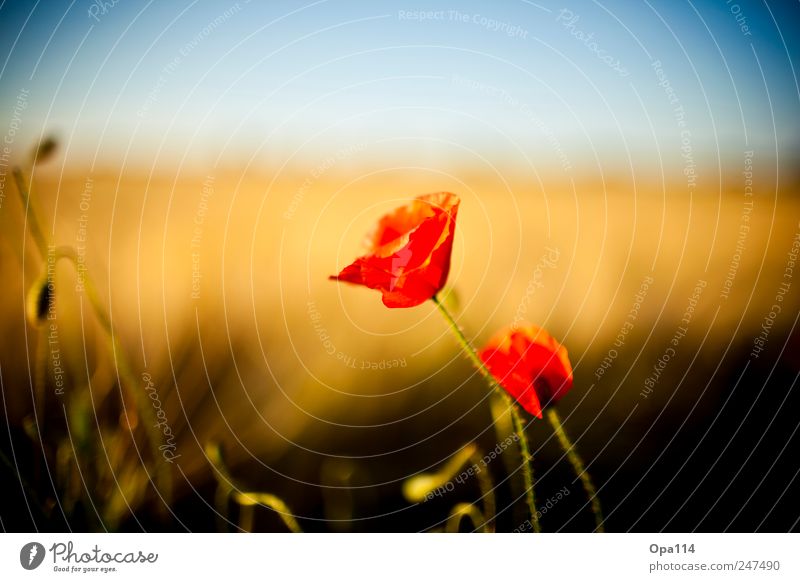 Mohn Umwelt Natur Landschaft Pflanze Tier Wolkenloser Himmel Sonnenlicht Sommer Wetter Schönes Wetter Blume Gras Sträucher Blatt Blüte Grünpflanze Nutzpflanze