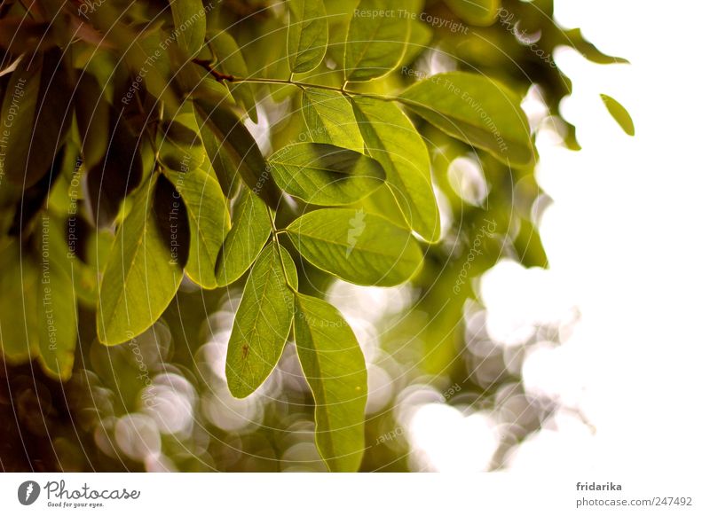 blatt für blatt Leben ruhig Meditation Frühling Schönes Wetter Baum Blatt Ast Blätterdach Baumkrone Blühend hängen Wachstum ästhetisch grün weiß Sauerstoff